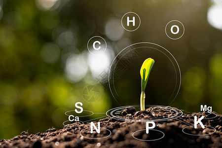 花园玉米苗从土壤中生长并具有关其周围土壤元素的标志技术a种植保护污垢图片