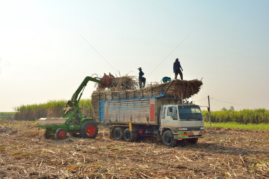 拖拉机把甘蔗拿起抬上蓝色天空背景的卡车人们环境收成图片