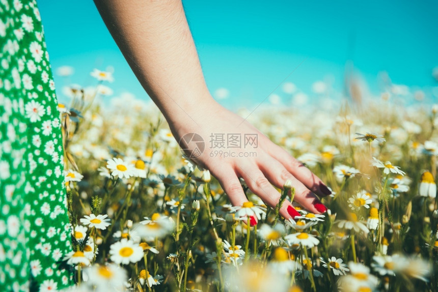 乡村的妇女亲手抚摸雏菊有色自然图片