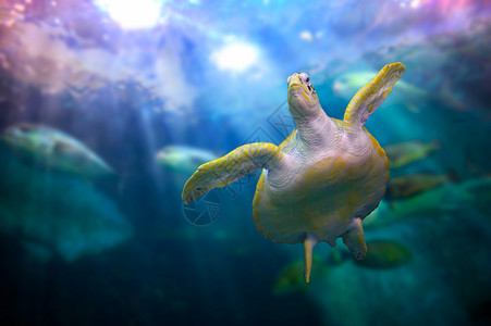 海洋脚蹼夏威夷龟在下珊瑚中游泳图片