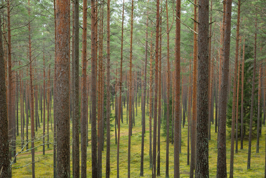叶子植物自然拉脱维亚托Cesis市松林树木和绿苔草图片