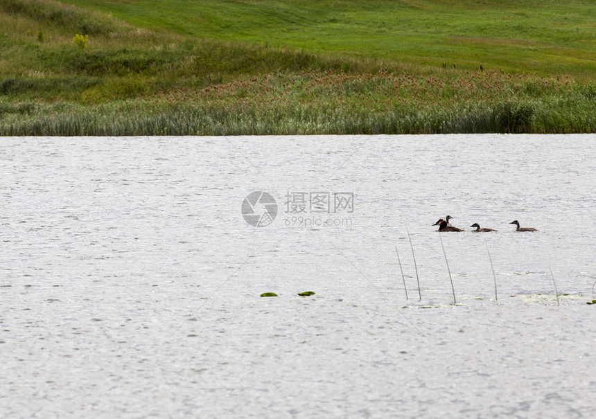自然在湖上漂浮的家庭从成年母鸭和轻的子已经长大了家庭鸭湖夏天婴儿图片