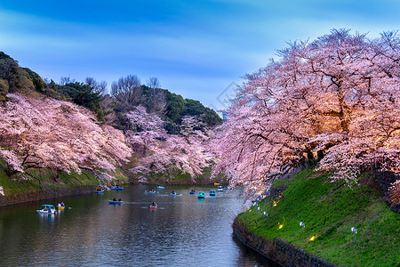 受欢迎的花满日本东京Chidarigafuchi公园樱花图片