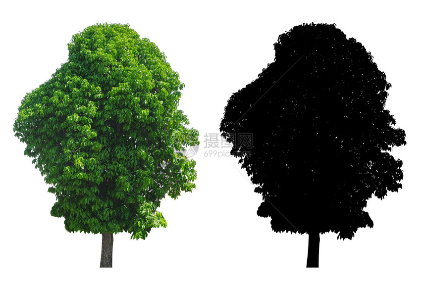 落叶白色背景隔离的一棵高绿色树叶带有黑色阿尔法面罩郁葱植物学图片