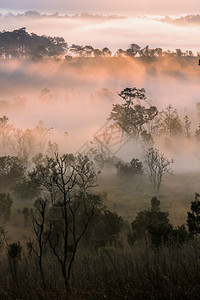 美丽的早晨在雾蒙秋天森林早晨落下英语户外图片