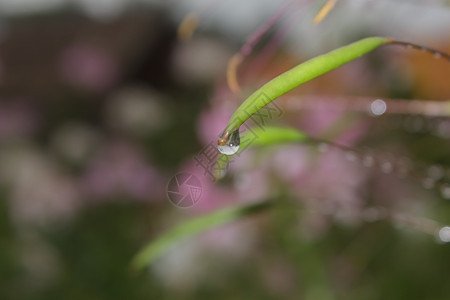 叶子上的水滴细节开花闪亮的图片