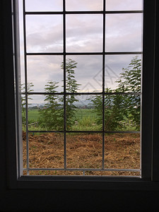 花景观绿色工厂和春季之窗玻璃背景图片
