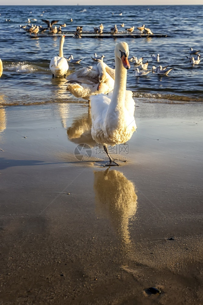 沙滩上晒太阳的鸟图片