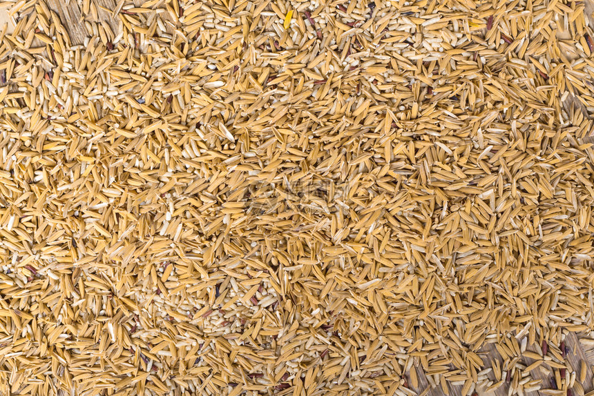 植物托盘质地泰国农民在稻田干燥的背景情况6图片
