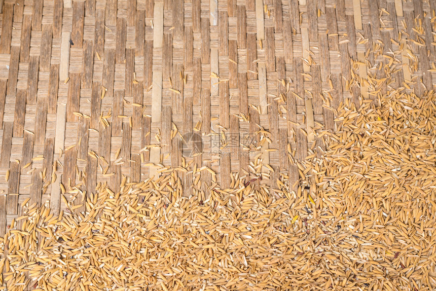 有机的泰国农民在稻田干燥的背景情况6木头烘干图片