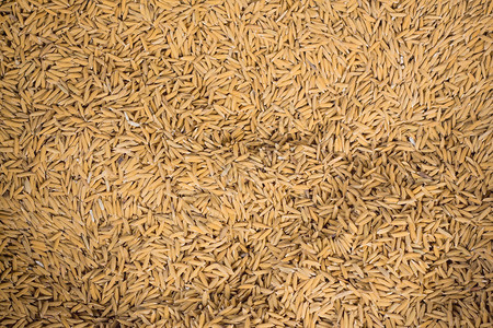 泰国农民在稻田干燥的背景情况6墙纸谷物收成图片