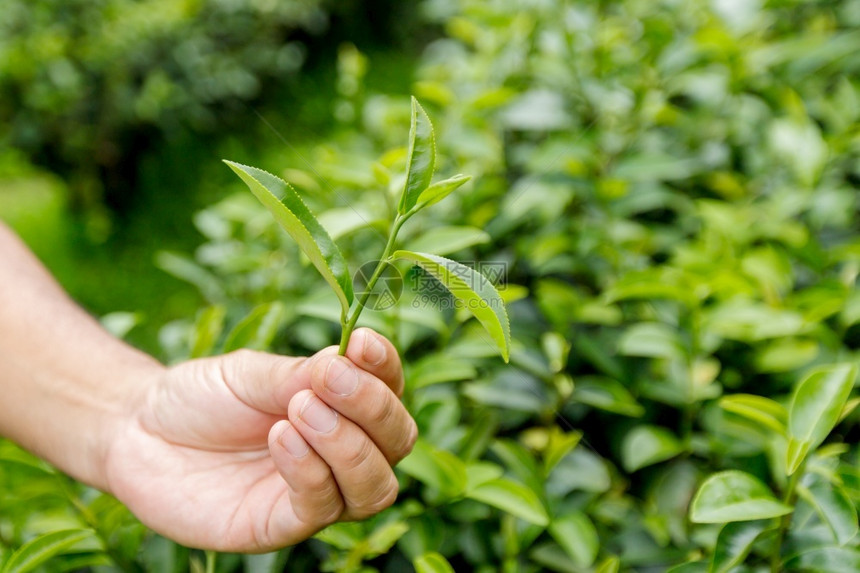 早上绿茶叶的顶部特写农场亚洲芽图片