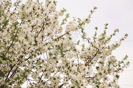忧郁开花天春背景布满樱桃树的佛托图片