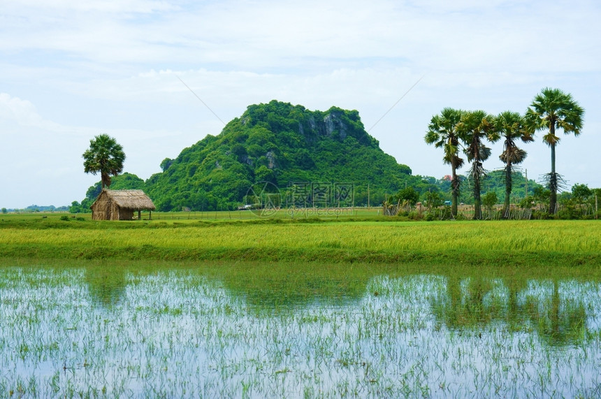 风景越南在湄公河三角洲新大东岩峰山的越南旅游地景观与塔切屋一排棕榈树对水的反光绿稻田许多山区在河天巡视为了自然图片