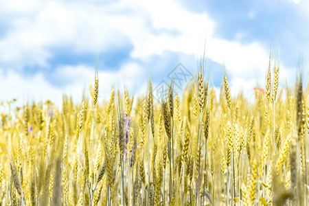 夏天黑麦粮食成熟小的穗田上与蓝天收获概念成熟小麦的穗图片