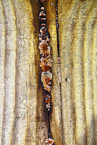 质地建筑木头的二叶树小屋的真菌腐烂陈年墙图片