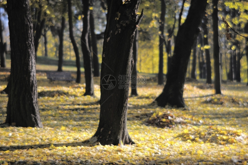 秋季公园里的树干图片