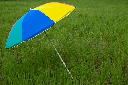 草地红色的在播种稻田放置的多彩雨伞落下图片