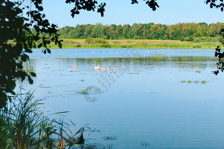 鸟类水孩子们湖边的天鹅鸟群池塘里图片