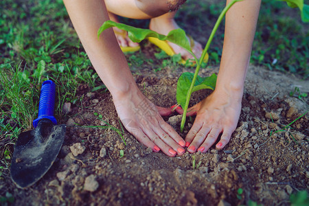 生活在花园后院或自然田中高角种植一棵树的年轻女子紧亲近其手植物群农田图片