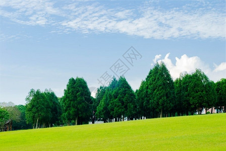 草原院子绿松树和蓝天空色的图片