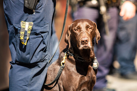 警察与小偷小狗巡逻美国K9警犬与白天值班的警官K9犬和执勤的官一起背景