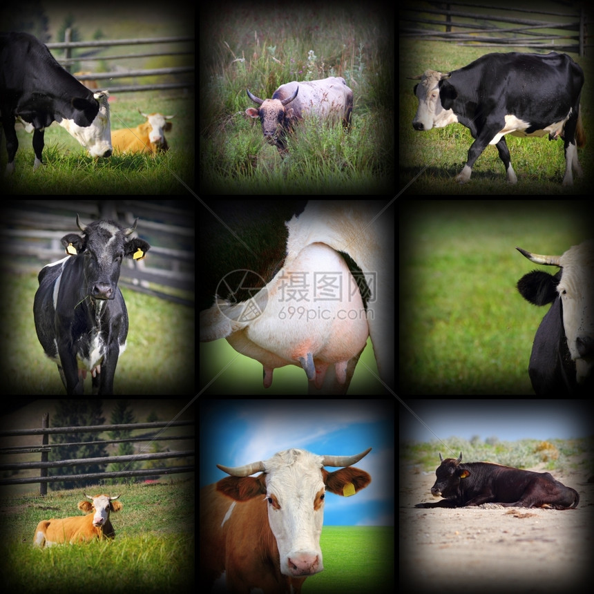 绿色夏天在一次拼贴中拍摄的牛群照片在农场拍摄的照片采取图片