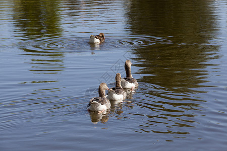 翅膀家庭美丽一个接地在湖中游泳的灰鹅闭紧自然家养鹅游着一群湖泊背景图片