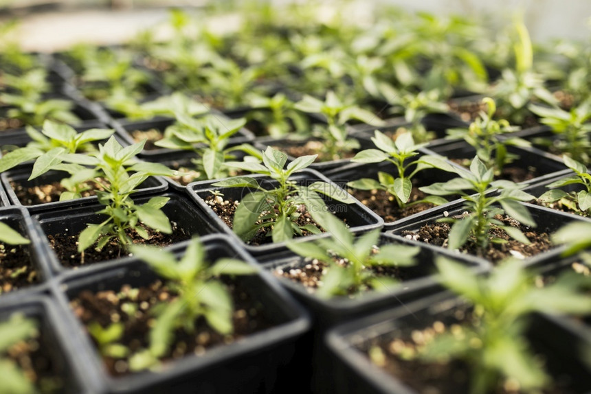 番茄高角植物温室生态栽培图片