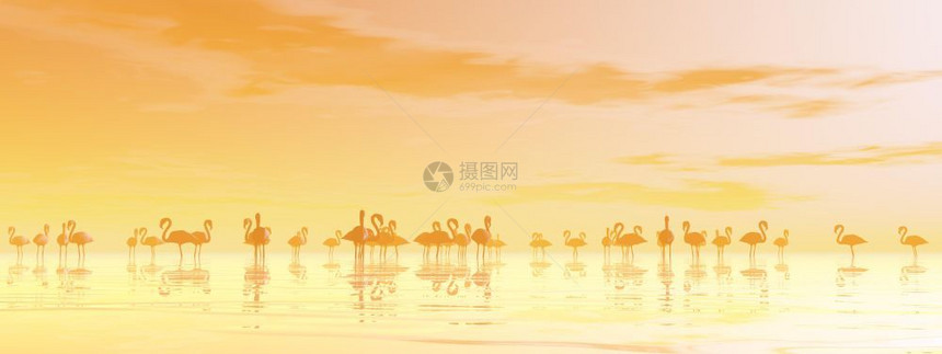 海洋火烈鸟在橙色日落前和平地站在水中日出夏天图片