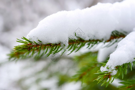 冬天松树假期绿芽枝上面盖着夹满积雪的缝合图片