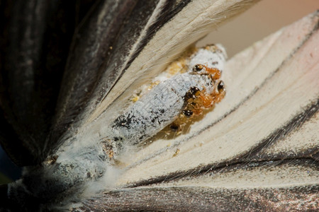 商业生活工人红蚂蚁在死蝴蝶的上觅食回到巢穴图片