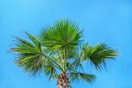 椰枣树的叶子与棕榈清蓝天空叶子对立阳光海滩夏天图片