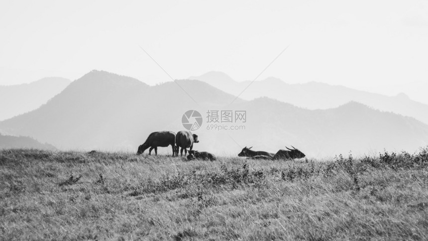 晴天奶牛说谎山上绿草地的牛图片