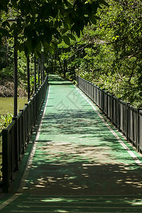 公园中的绿色自行车路象征景观夏天图片