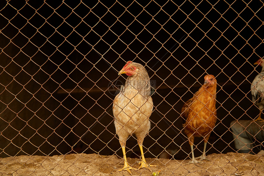 鸡舍在牢里的圈浅色母商业梳子图片