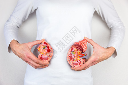 模型女拥有拟人体肾脏的女在白体中半分尿毒症功能图片