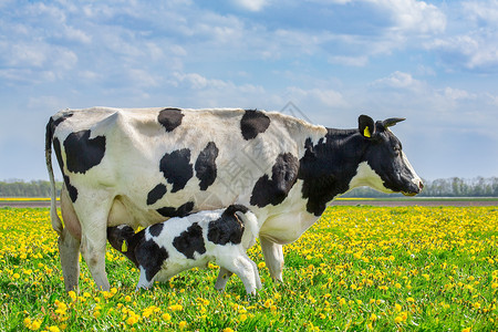 喝奶牛母和新生儿在欧伯南牧场用盛开的花棚放牧小牛和新生儿草原图片