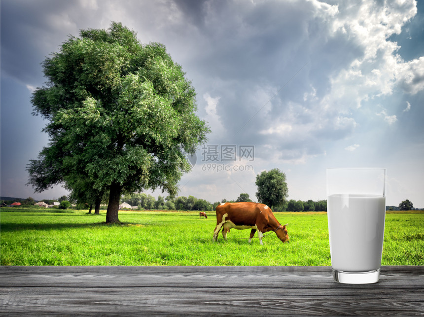 饮料奶牛和树木牧场背景下的一杯牛奶天然食品和产的概念奶牛和树木牧场背景下的一杯牛奶自然早餐图片