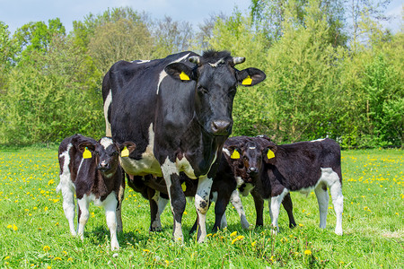 工业的行花朵黑白母奶牛和有一群欧洲牧场的小牛图片