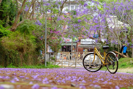 树独自的在越南大拉特市美丽的景色春天在越南的DaLat城市紫绿凤凰有花朵坠落在路上分支背景图片