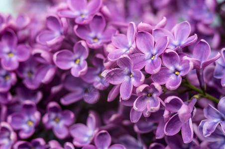 花束序颜色大丁香一簇紫色朵盛开的丁香枝大花图片