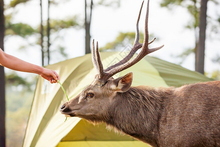 营地帐篷露区中喂鹿图片