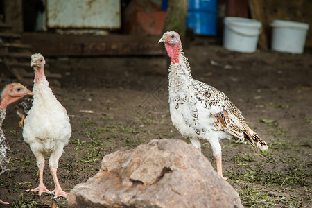 鸭子农场的火鸡鸭成人和小型宠物农场的火鸡鸭成人和小型红色的造图片