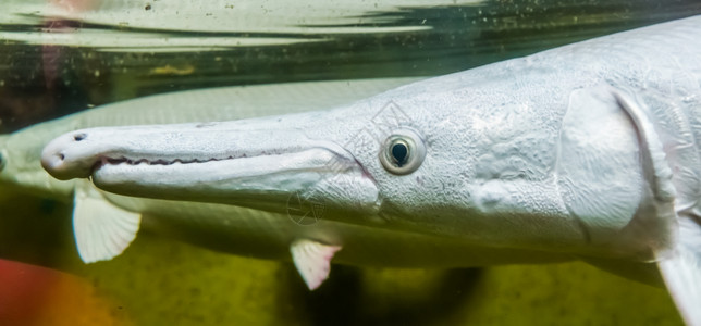 北苍术眼睛热门的水族馆宠物来自美洲的热带鱼类种亚马逊岛骨假牙背景