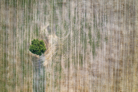 一棵孤零零的树户外景观土地收割后农一棵孤单树的无人驾驶飞机空中观察设计图片