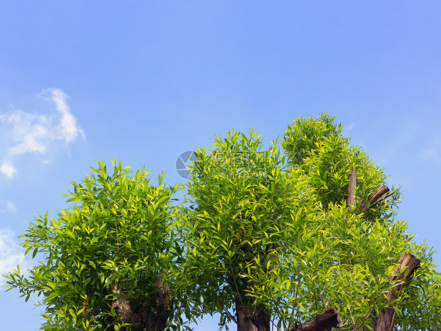 剪裁修在春蓝天空中剪的柳冠顶上面有新的青绿色树枝用来复制和设计柳树图片