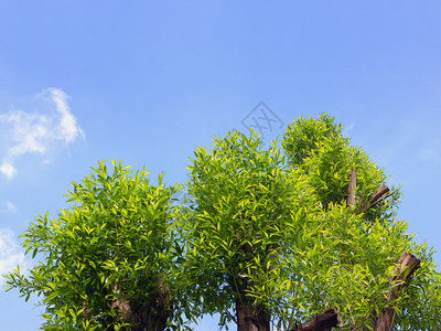 剪裁修在春蓝天空中剪的柳冠顶上面有新的青绿色树枝用来复制和设计柳树图片