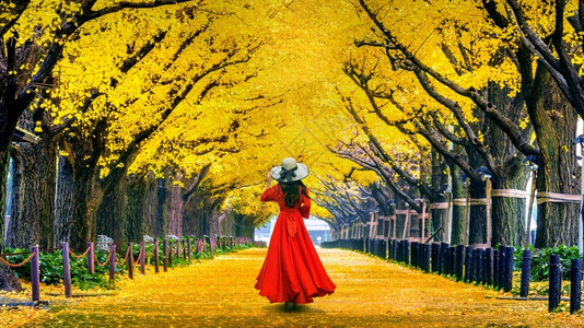 秋天公园银杏树下的女人背影图片
