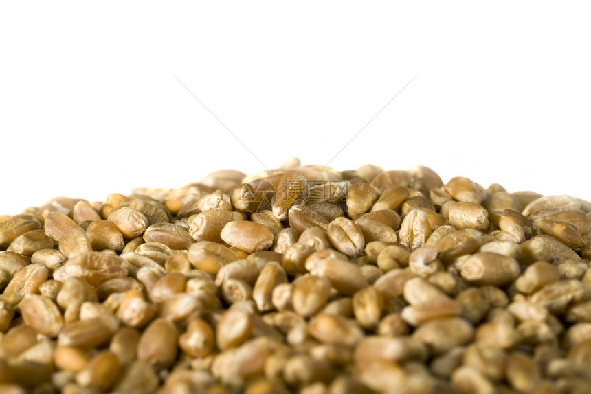 大量小麦谷物聚集在一起其背景浅薄可以种植新作物的干粮可种植新的小麦谷物成熟生长冬天图片